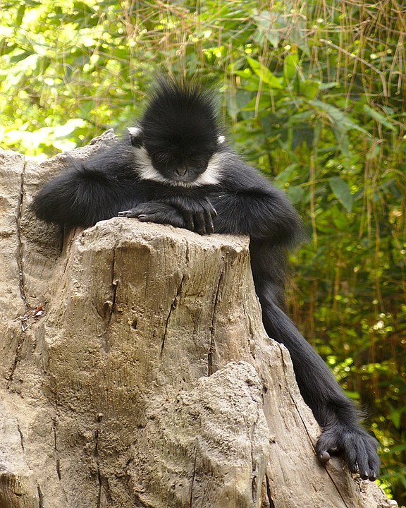 黑叶猴(维基百科)